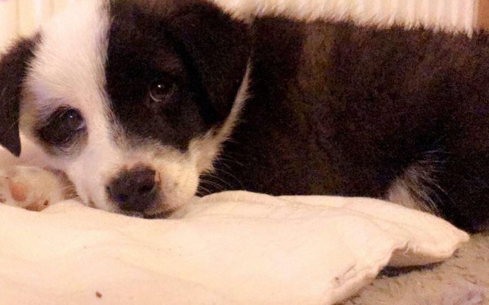 
        Zbiórka Piesek w potrzebie! - zdjęcie główne
    