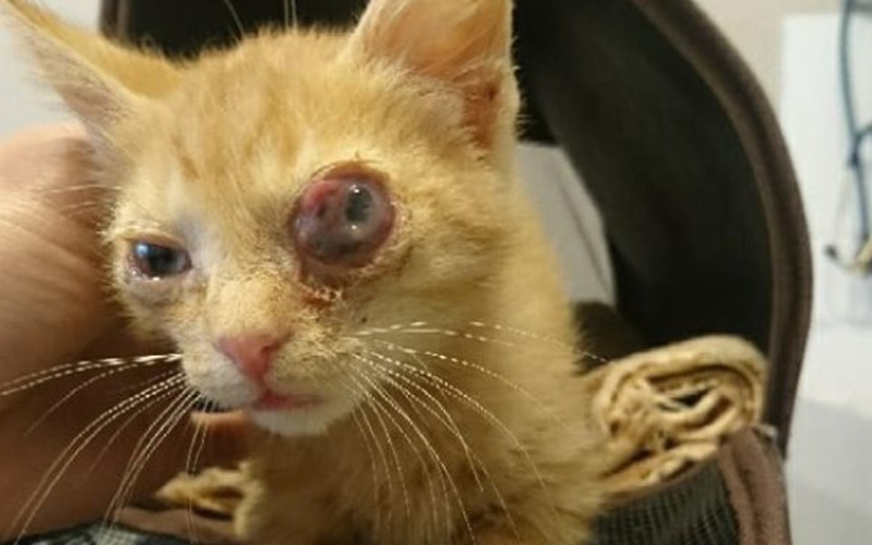 Zbiórka Kociak - oczko do usunięcia - zdjęcie główne