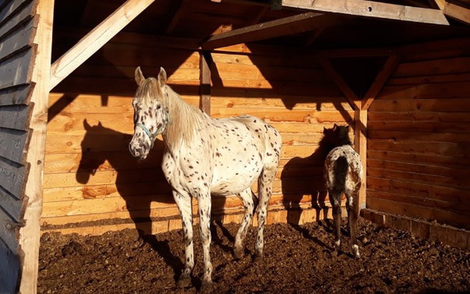 
        Zbiórka Skaryszewska Perła POMOC!!! - zdjęcie główne
    