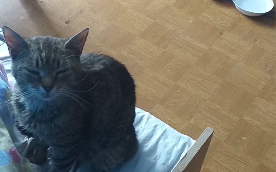 
        Zbiórka Kot Gogo - zdjęcie główne
    