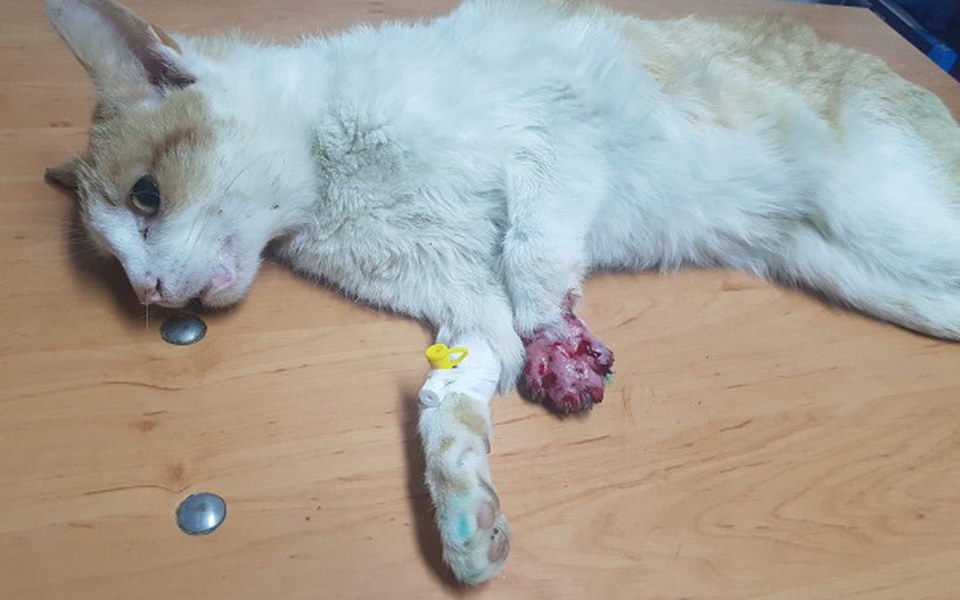 
        Zbiórka Czy uda się uratować łapę Brana? - zdjęcie główne
    