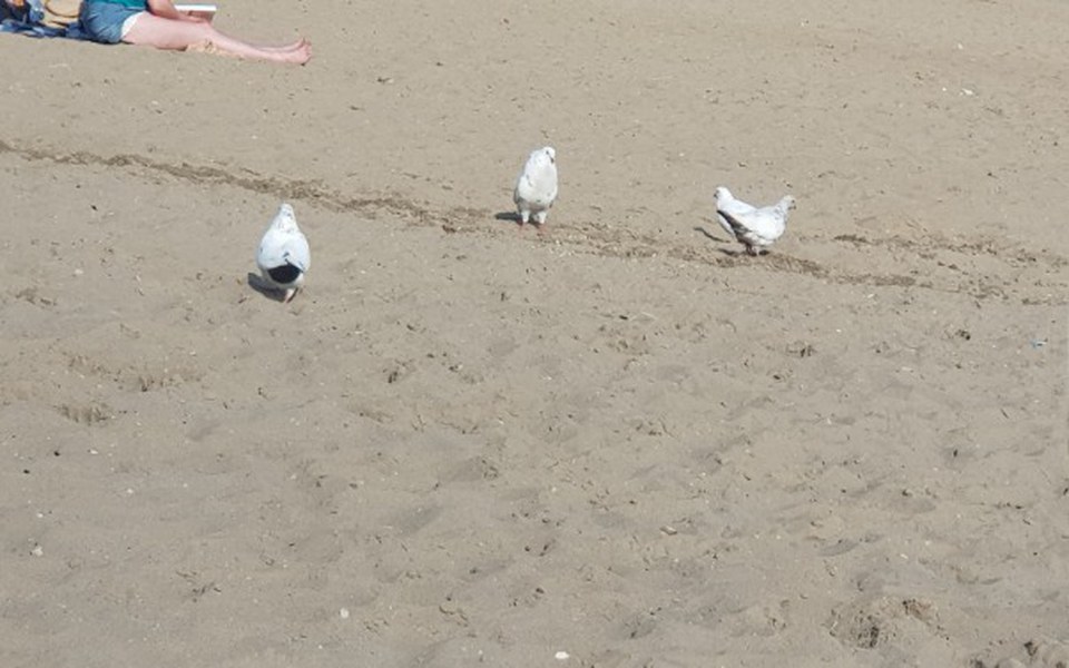 
        Zbiórka Zbieram na pracę w Dubaju - zdjęcie główne
    