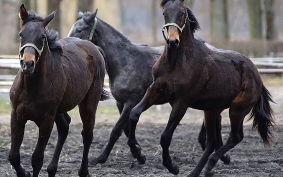 
        Zbiórka Praca z młodymi końmi - zdjęcie główne
    