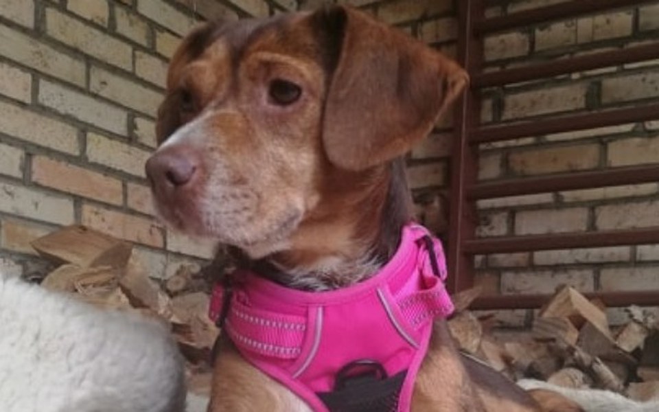 
        Zbiórka Tinka - urocze maleństwo - zdjęcie główne
    