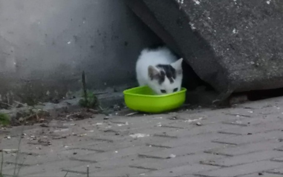 
        Zbiórka Nowy dom Plamki - zdjęcie główne
    