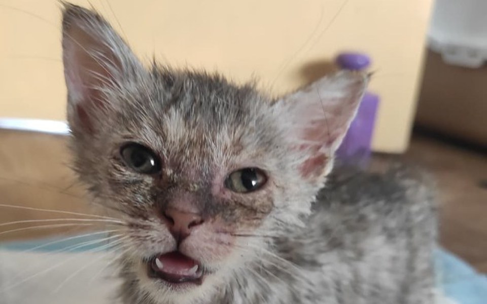 
        Zbiórka RATUjmy kociaki ze stodoły! - zdjęcie główne
    