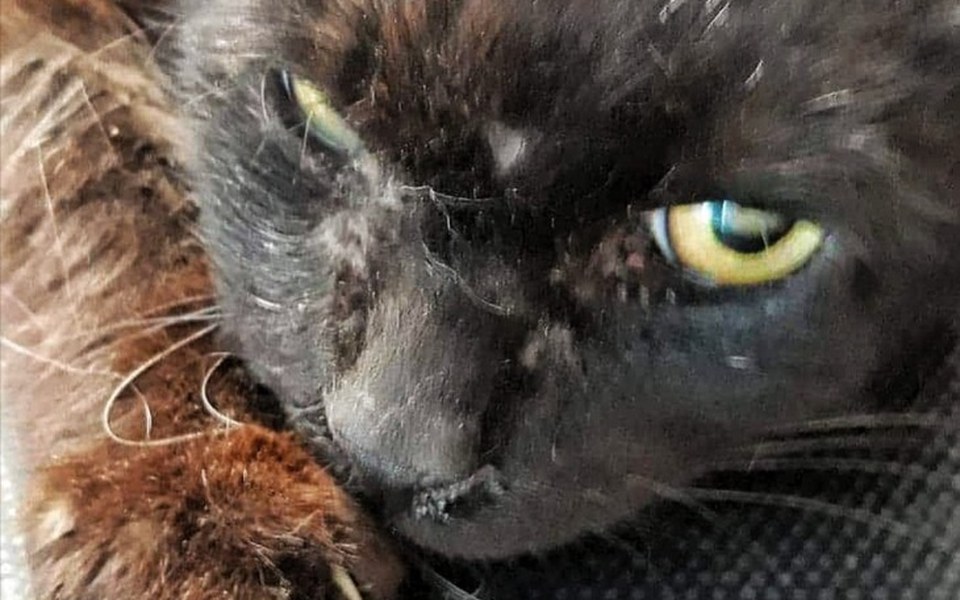 
        Zbiórka Wrak kota walczy o życie... - zdjęcie główne
    