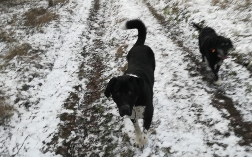 
        Zbiórka Na schroniska 1 - zdjęcie główne
    