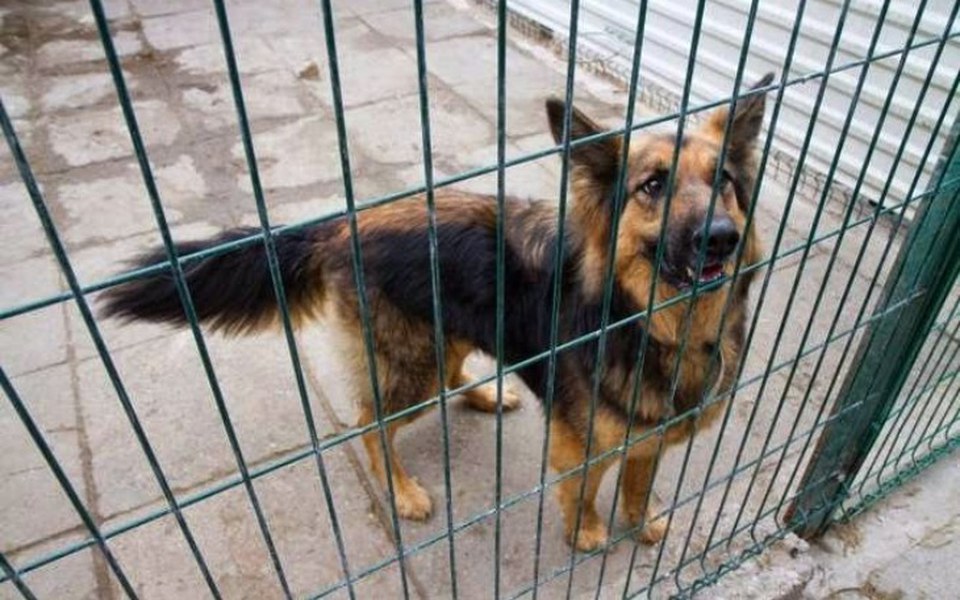 
        Zbiórka na leczenie psa w schronisku - zdjęcie główne
    