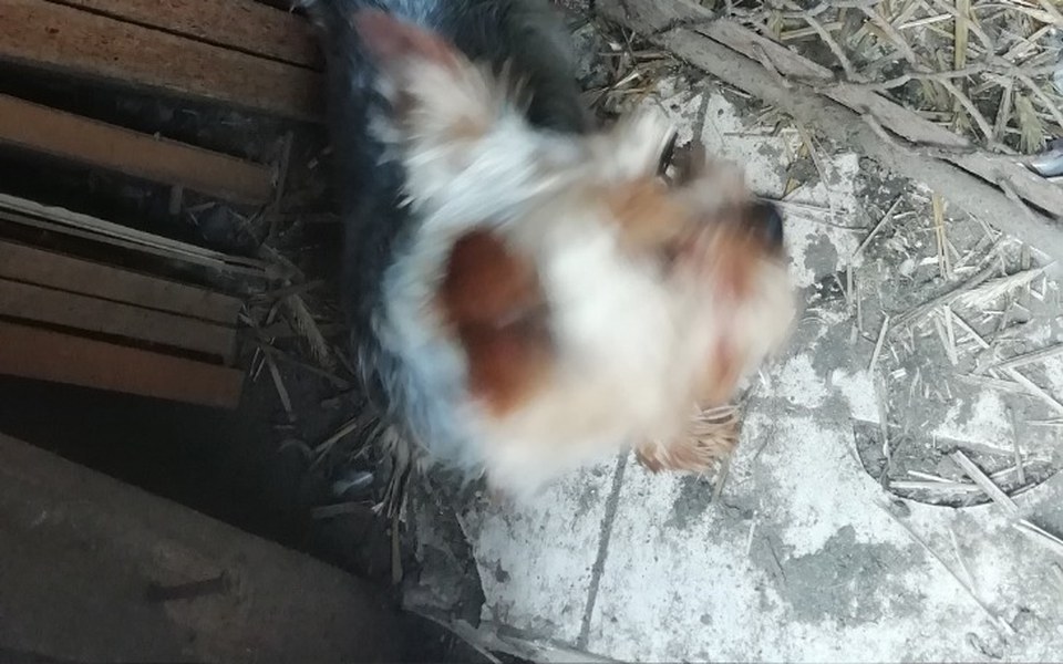 
        Zbiórka Pomoc dla Rokusia - zdjęcie główne
    