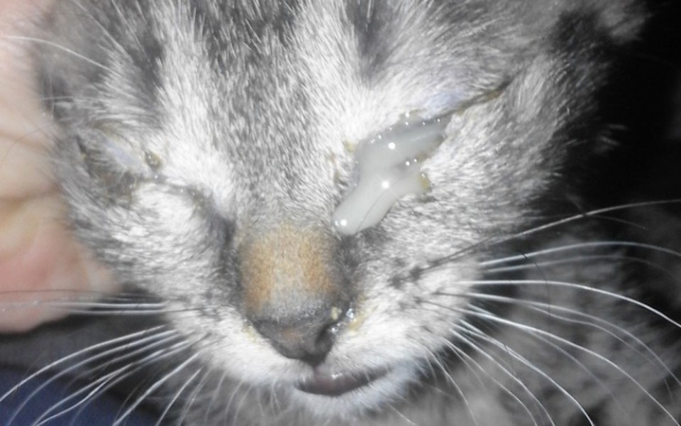 
        Zbiórka Na ratunek kotom w potrzebie - zdjęcie główne
    