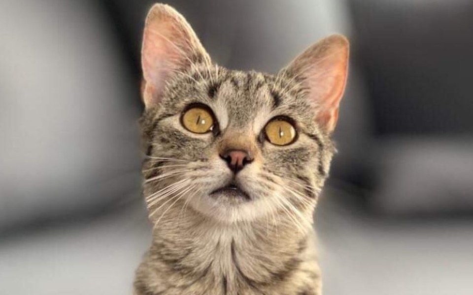 Zbiórka Mała Majeczka - zdjęcie główne