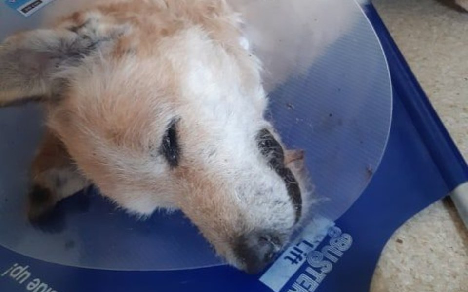 
        Zbiórka Wybudzamy Rudego ze śpiączki! - zdjęcie główne
    