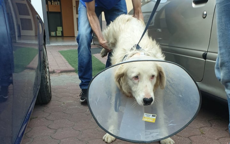 Zbiórka Misiek chce chodzić! Pomóż! - zdjęcie główne