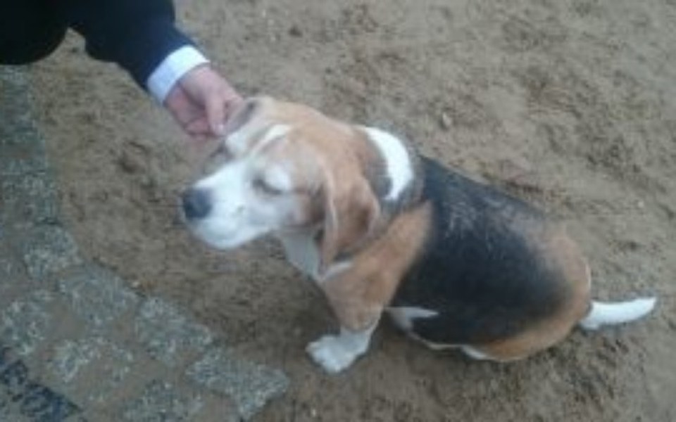 
        Zbiórka Dla psiaków naszych przyjaciół - zdjęcie główne
    