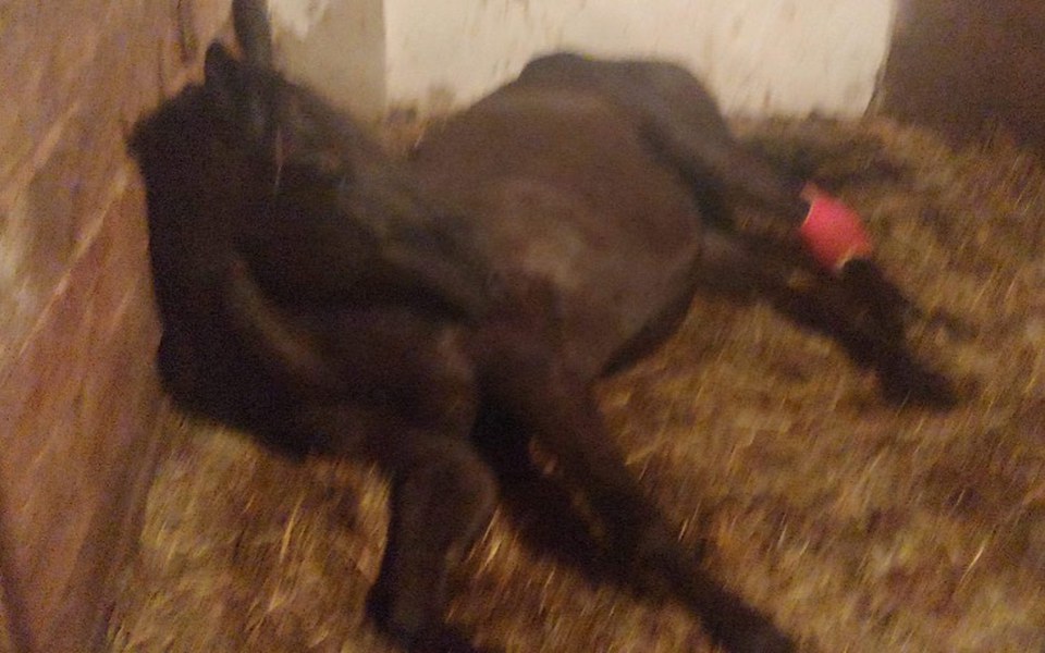 
        Zbiórka Ratujemy konia - zdjęcie główne
    