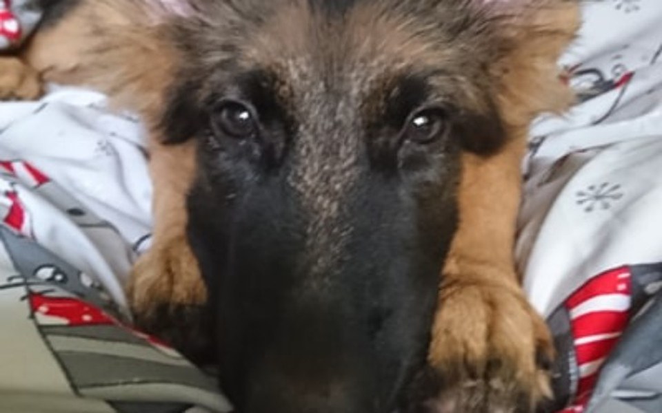 
        Zbiórka Aby serce Jagi biło - zdjęcie główne
    