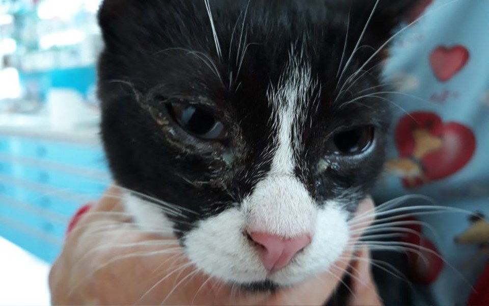 
        Zbiórka Oswojone i porzucone- 3 ofiary - zdjęcie główne
    