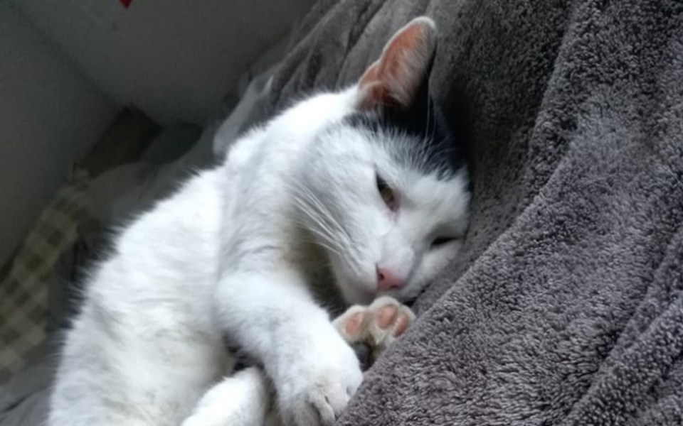 
        Zbiórka Kotek potrzebuje pomocy - zdjęcie główne
    