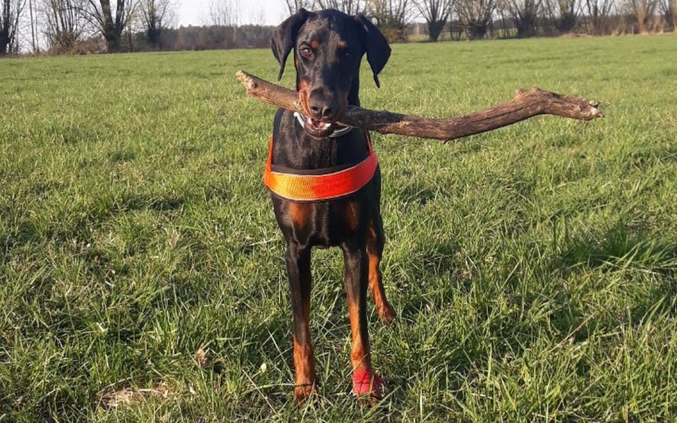 
        Zbiórka Dla pieska Kiry z jedną nerką - zdjęcie główne
    