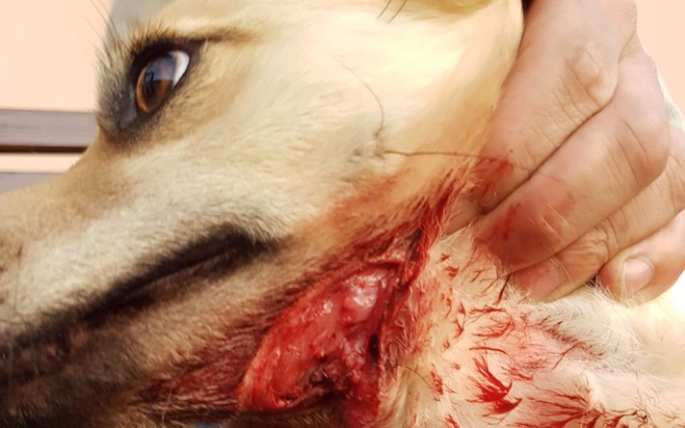 Zbiórka Gizmo z poderżniętym gardlem - zdjęcie główne