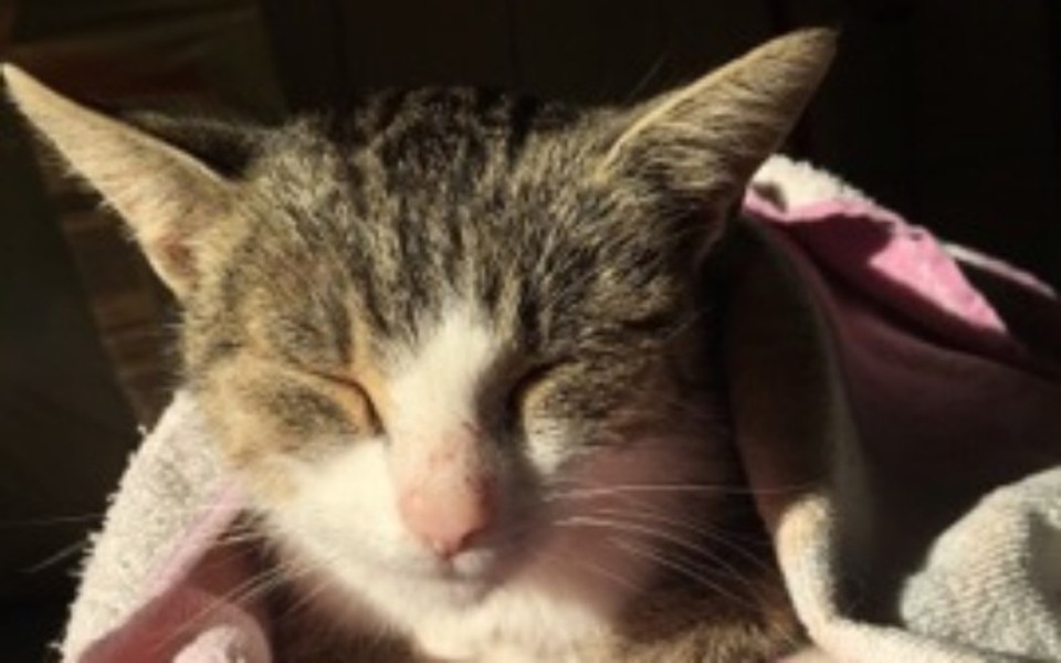 
        Zbiórka Wyrzucony kotek wymaga leczenia - zdjęcie główne
    