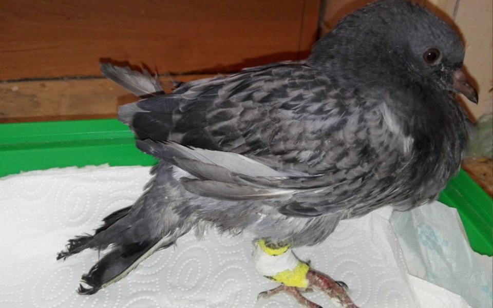 
        Zbiórka Domki - zdjęcie główne
    