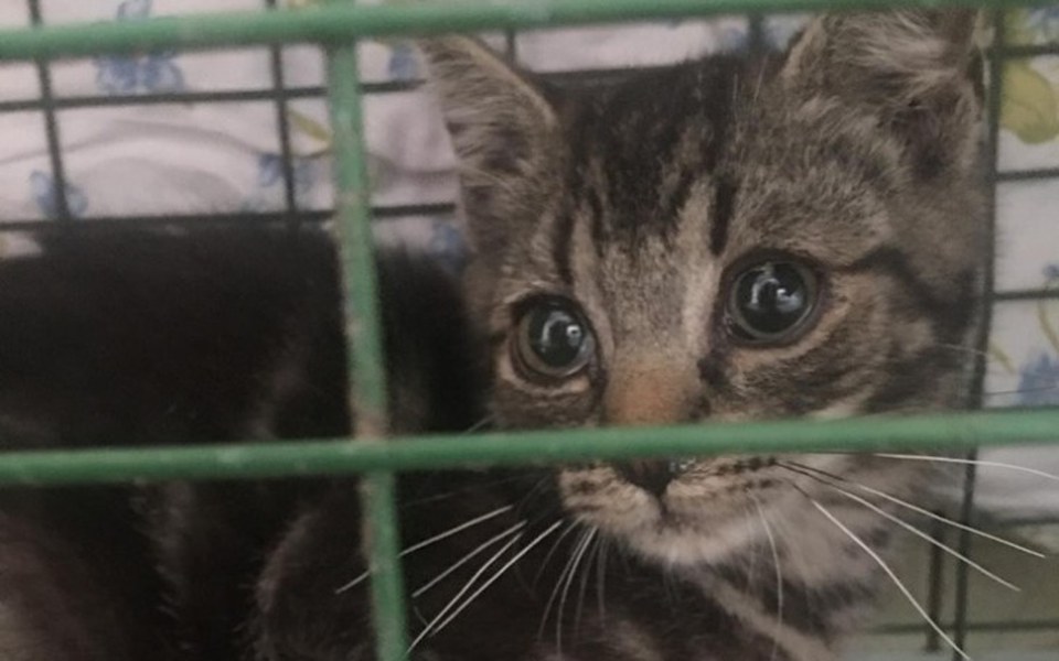 
        Zbiórka Żwirek dla kociaków z Darłowa - zdjęcie główne
    