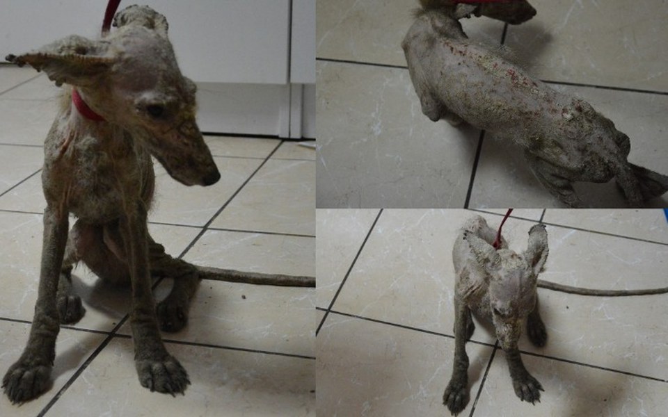 Zbiórka Feniks-wyrwany z rąk śmierci - zdjęcie główne