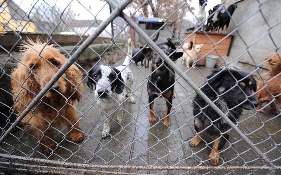 
        Zbiórka POMOC W odbudowaniu SCHRONISKA - zdjęcie główne
    
