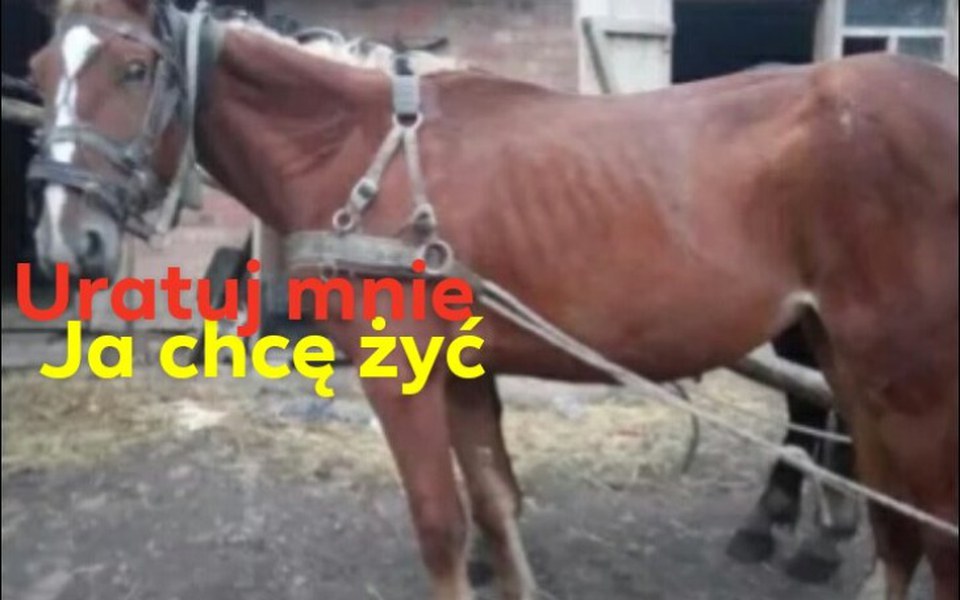 
        Zbiórka Rudy potrzebuje nas - zdjęcie główne
    