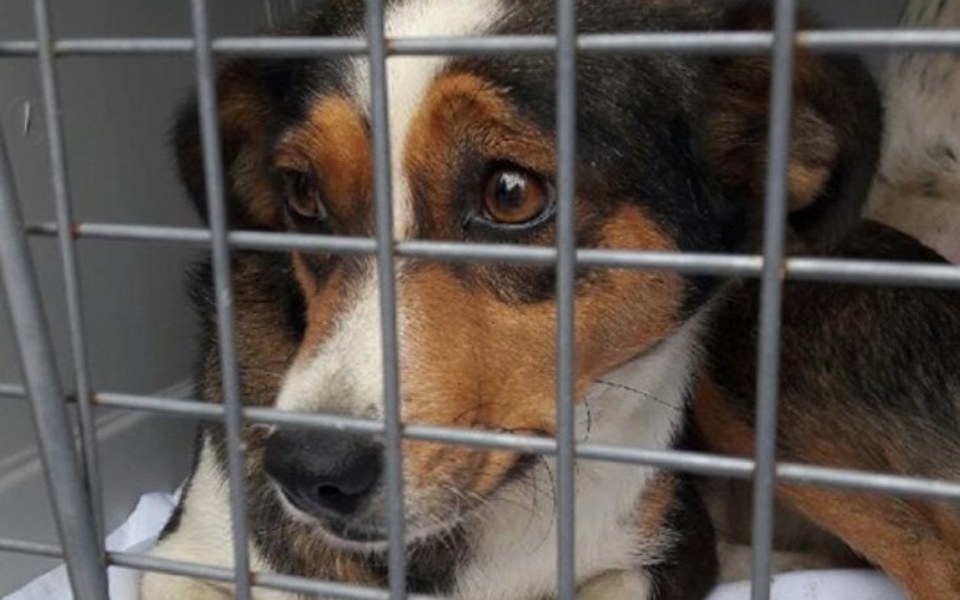 
        Zbiórka Kreska z Radys - zdjęcie główne
    