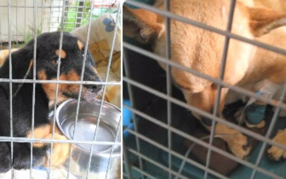 
        Zbiórka Parwo , babeszjoza FIGA I LOLEK - zdjęcie główne
    