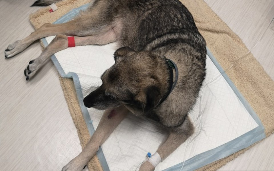 
        Zbiórka Nowa Nadzieja dla Tusi - zdjęcie główne
    