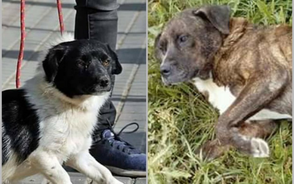 
        Zbiórka Bilet z Radys dla dwóch suniek - zdjęcie główne
    