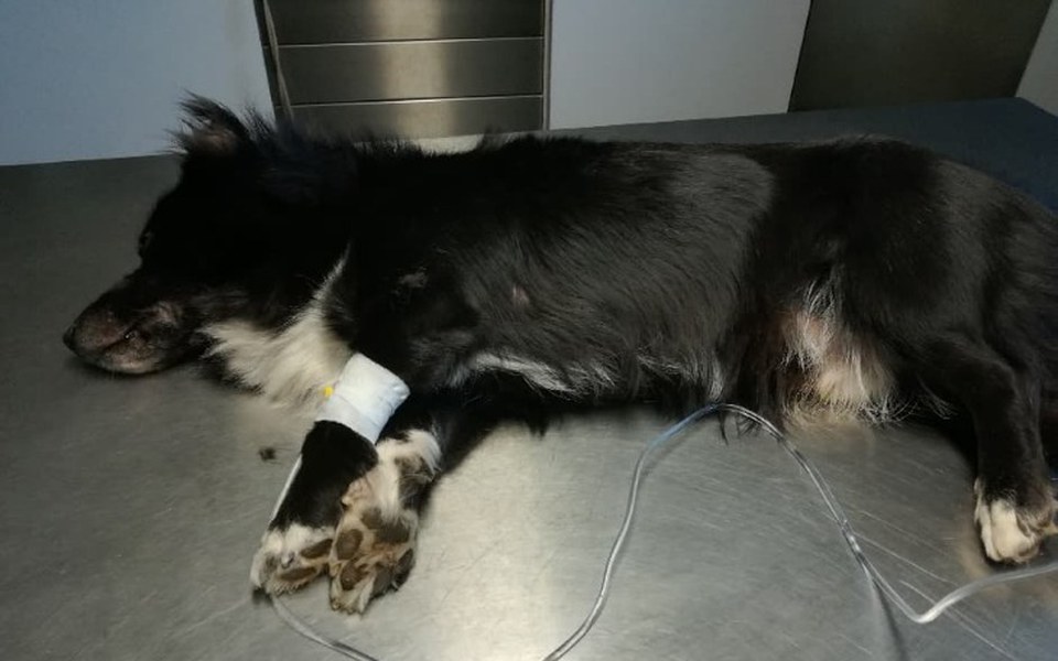 
        Zbiórka Na transport i weta dla Alexa - zdjęcie główne
    