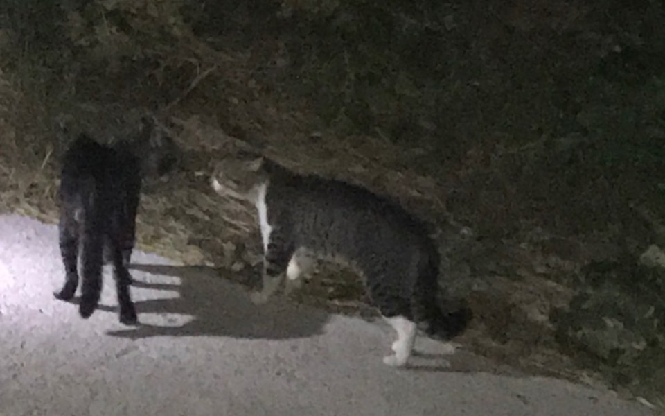 
        Zbiórka Zbiórka na nowe schronisko - zdjęcie główne
    