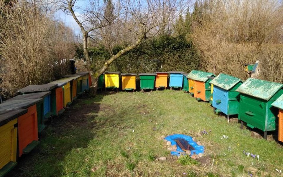 
        Zbiórka Odbudowa i budowa pasiek - zdjęcie główne
    