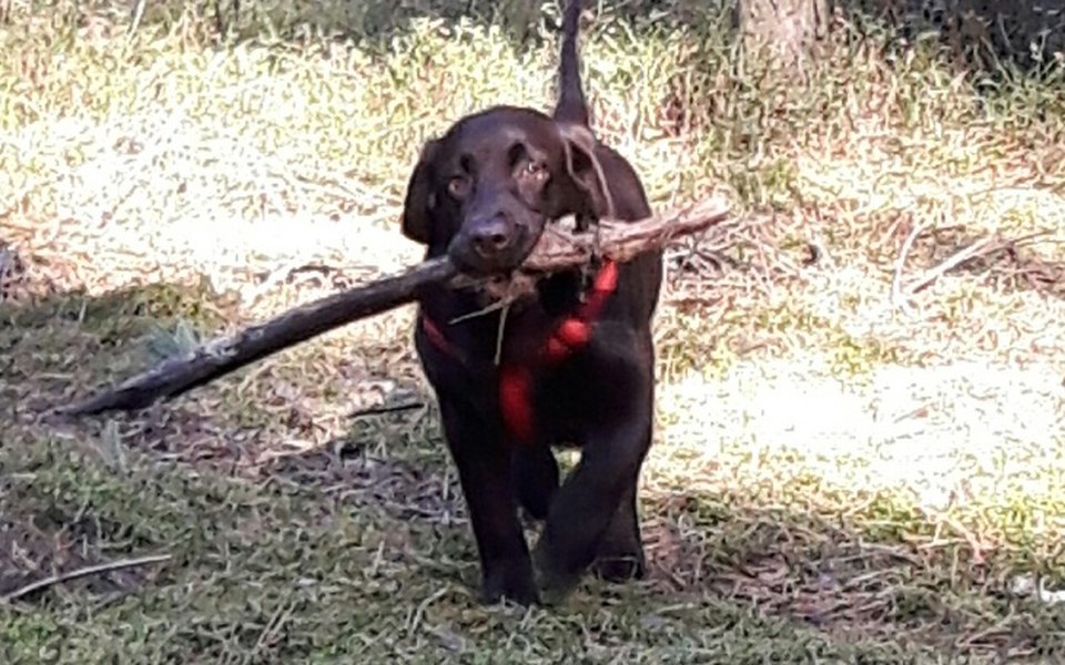 
        Zbiórka Ratujmy Dżekerę pięknego labrado - zdjęcie główne
    