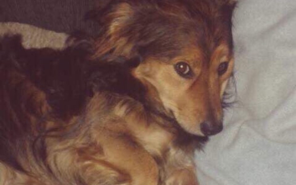 
        Zbiórka Pomóż sparaliżowanemu Bongo! - zdjęcie główne
    