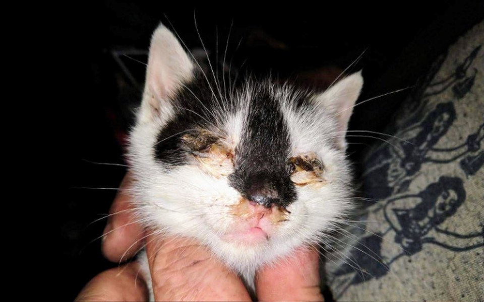 
        Zbiórka Koci katar i calicivirus - zdjęcie główne
    