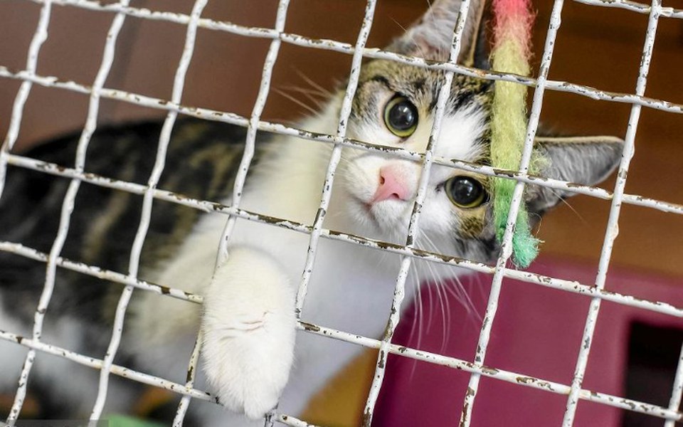 
        Zbiórka Na psy i koty że schroniska - zdjęcie główne
    