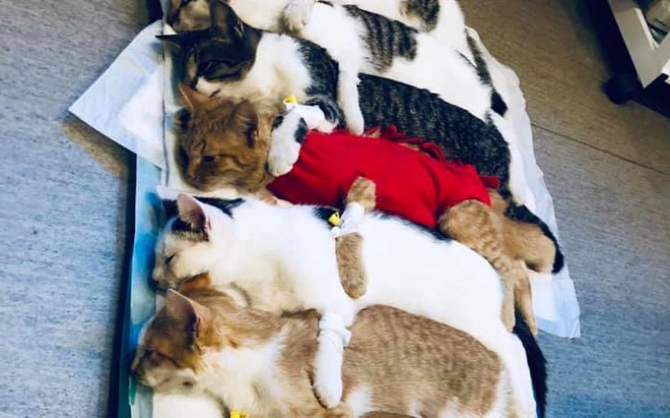 
        Zbiórka Pomóż kotkom zbudowac nowy dom - zdjęcie główne
    