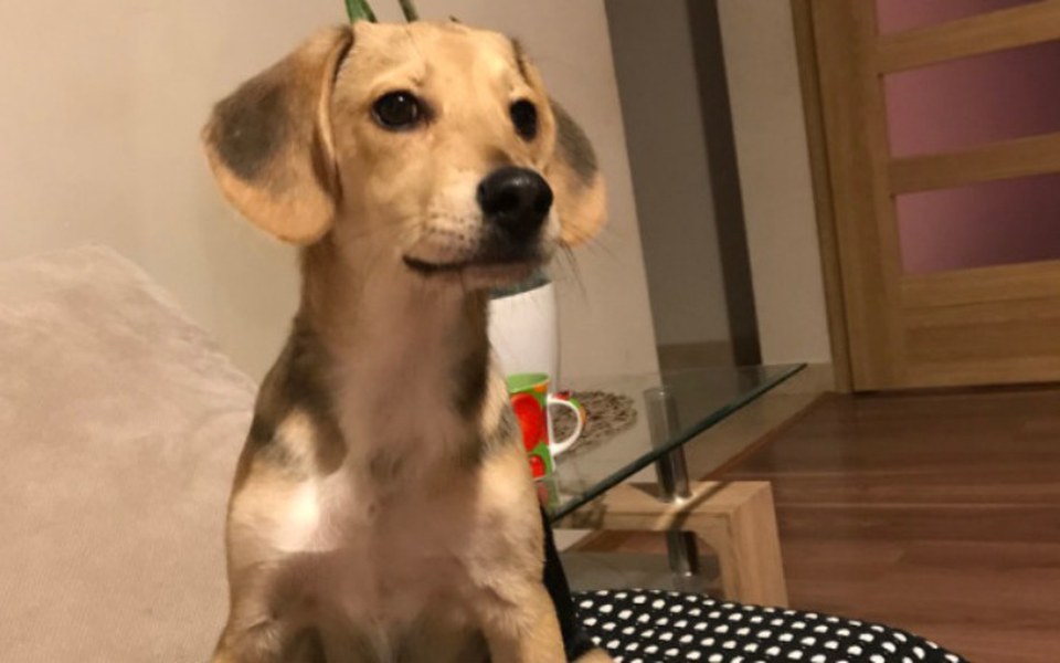 
        Zbiórka Rodzina Stefana prosi o pomoc... - zdjęcie główne
    