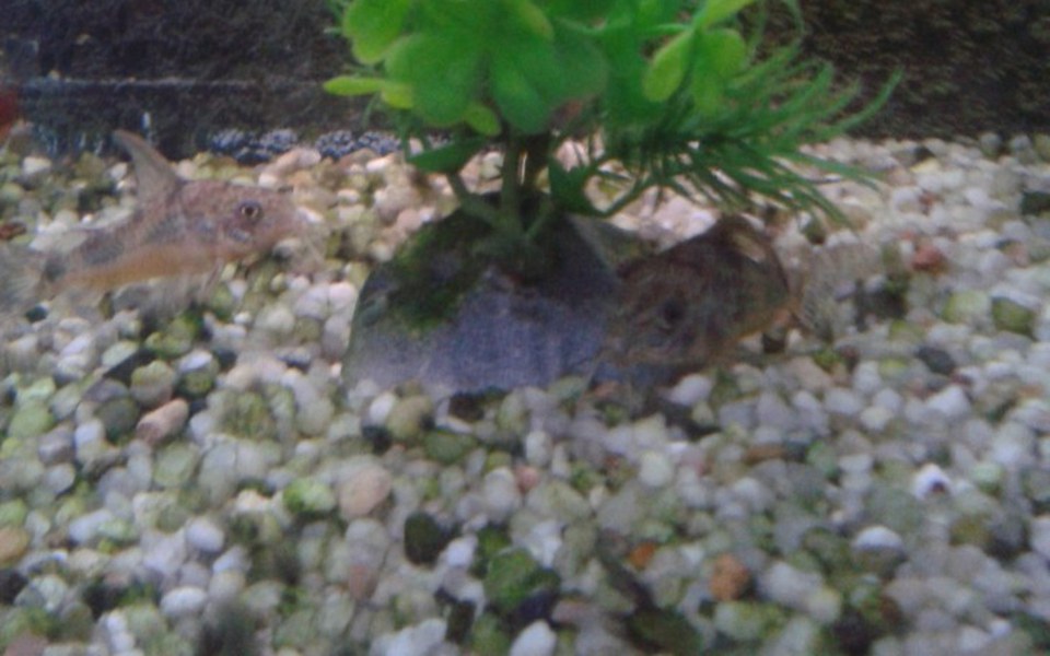 
        Zbiórka na rozwój akwarium - zdjęcie główne
    