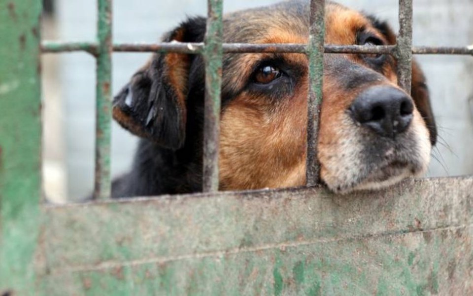 
        Zbiórka Pomóż piesku przetrwać zimę - zdjęcie główne
    