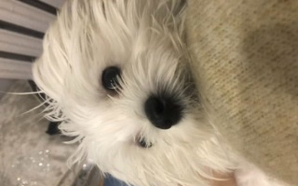 
        Zbiórka na karme i rzeczy dla szczeniaka - zdjęcie główne
    