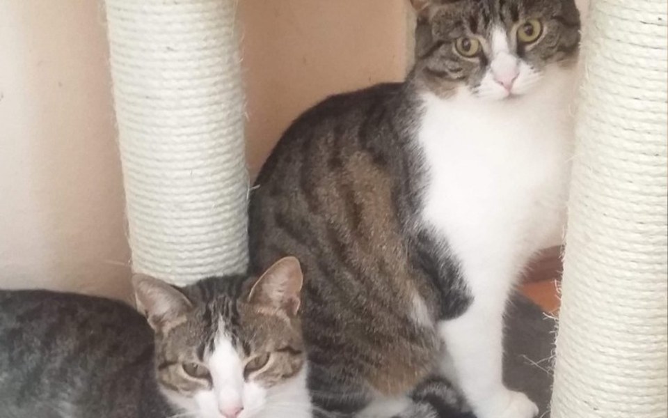 Zbiórka Koty niewidzialne - zdjęcie główne