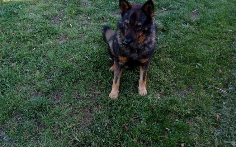 
        Zbiórka Przytulisko dla skrzywdzinych zw - zdjęcie główne
    