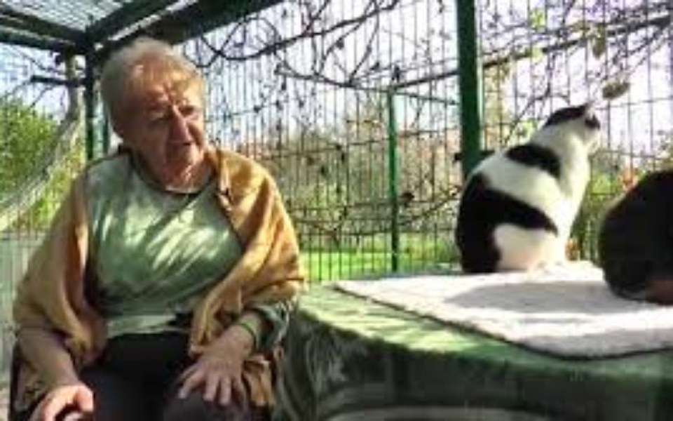 
        Zbiórka koty Pani Ani z Gliwic - zdjęcie główne
    